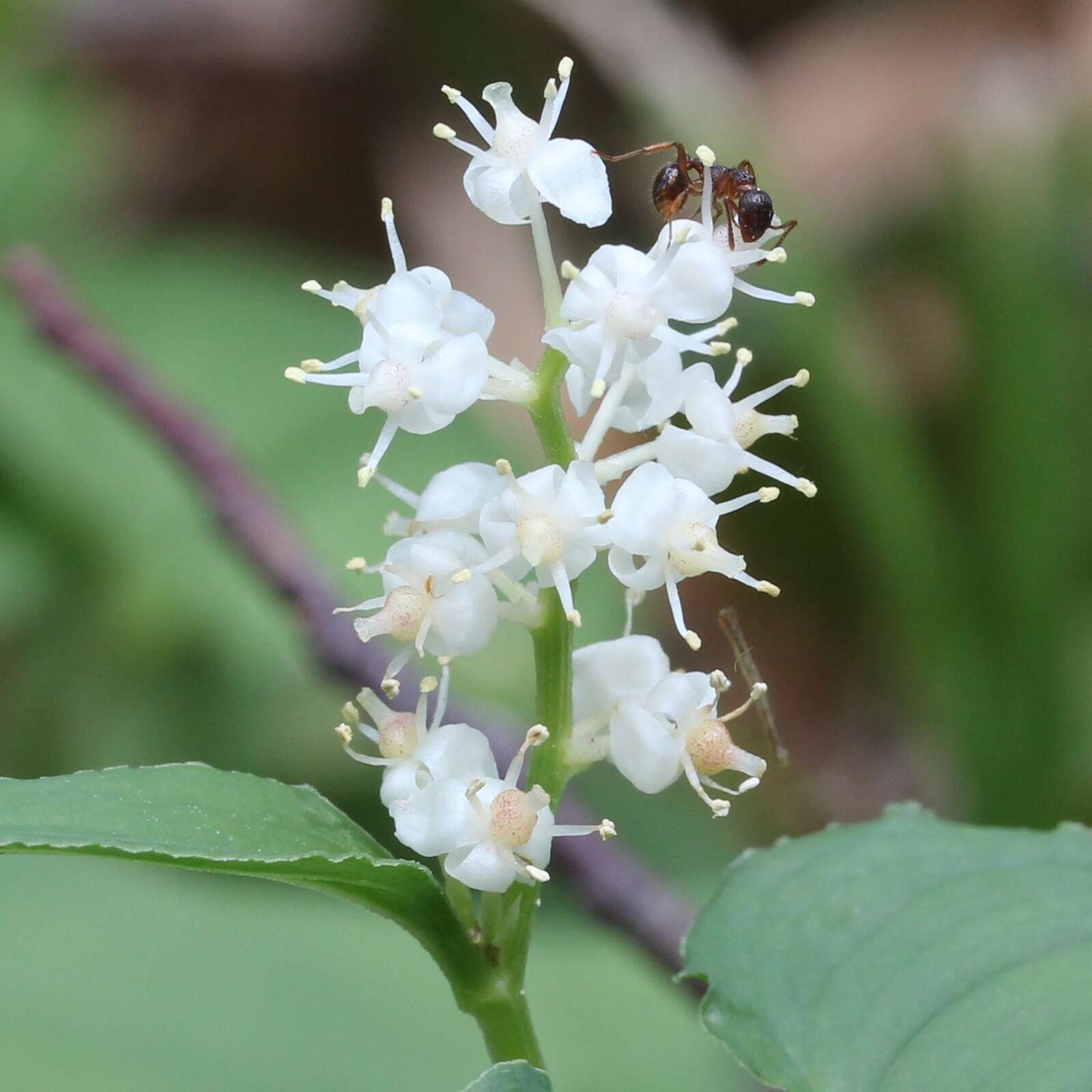 Imagem de Maianthemum dilatatum (Alph. Wood) A. Nelson & J. F. Macbr.