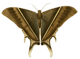 Image of Lyssa patroclus Linnaeus 1758