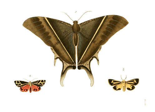 Image of Nais Tiger Moth