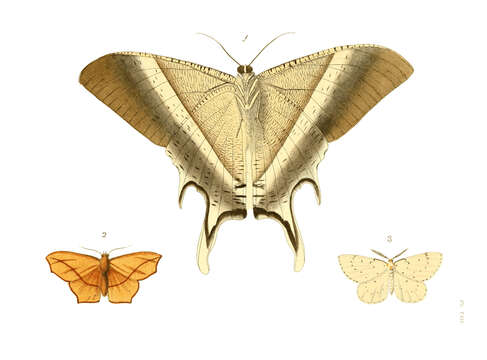 Image of Lyssa patroclus Linnaeus 1758