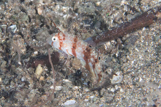 Image of Black-barred razorfish