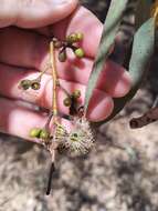 Image of Eucalyptus laeliae Podger & Chippendale