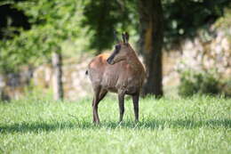 Image of Abruzzo Chamois