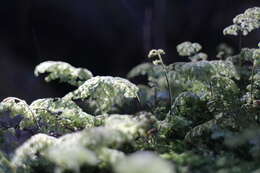 Image of Hymenophyllum paniculiflorum Presl