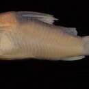 Image of Adolf's catfish