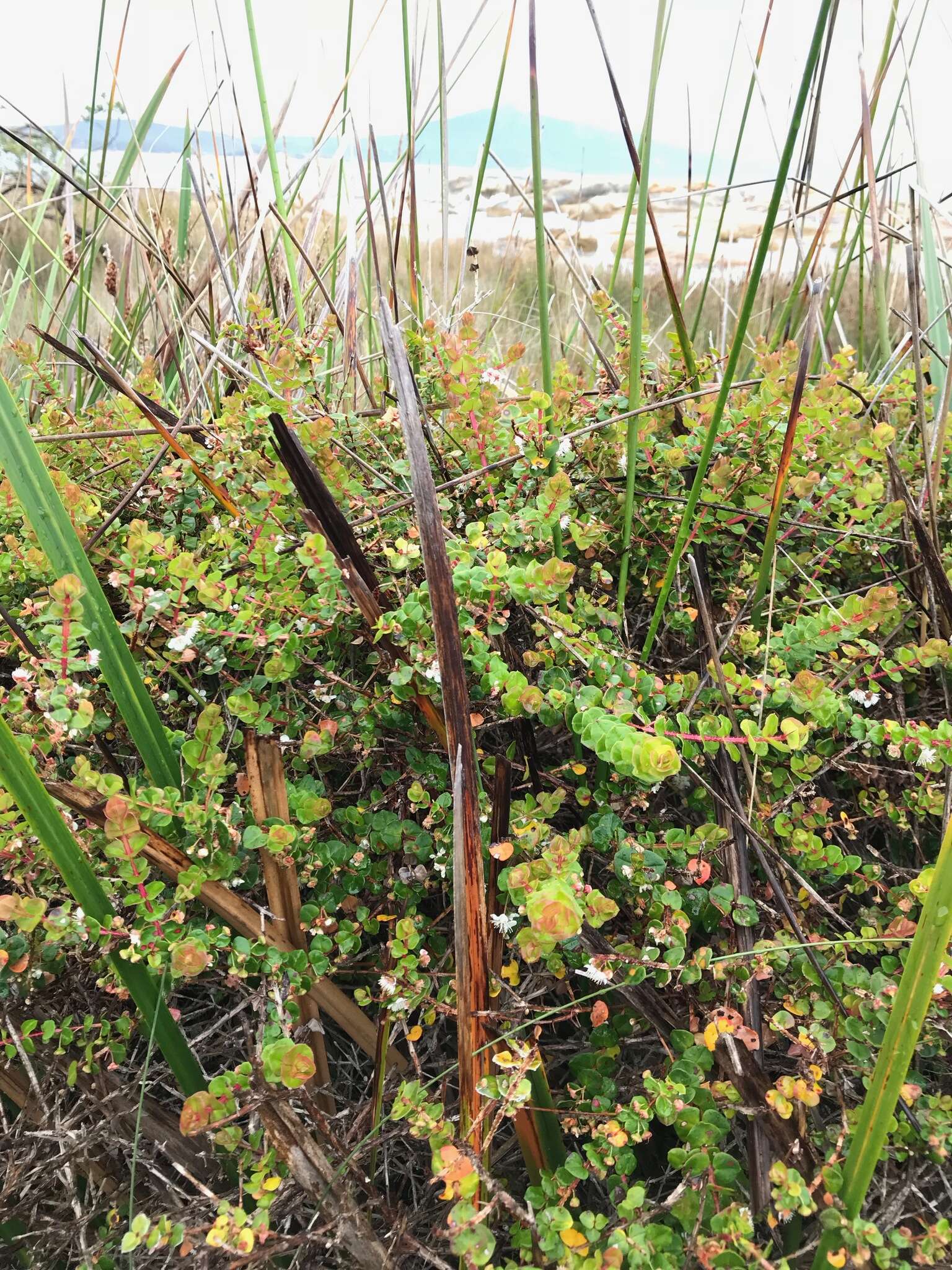 Image of Hypocalymma cordifolium Schau.