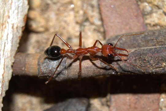 Image of Myrmecia brevinoda Forel 1910