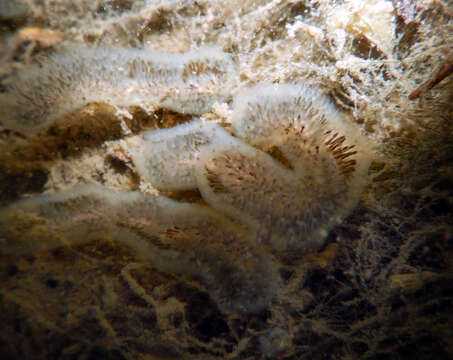 Image of Cristatellidae