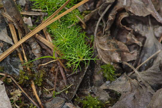 Image of Eastern water-milfoil