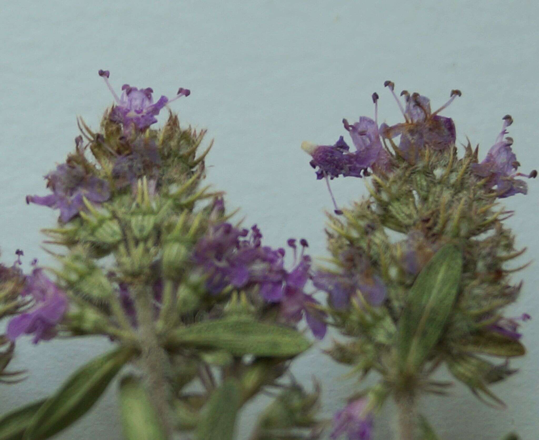 Image of Thymus littoralis Klokov & Des.-Shost.