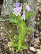 Penstemon smallii Heller resmi