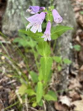 Image of Small's beardtongue