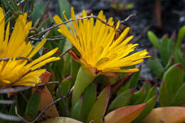 Image of Lampranthus serpens (L. Bol.) L. Bol.