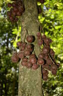 Image de Baccaurea courtallensis (Wight) Müll. Arg.