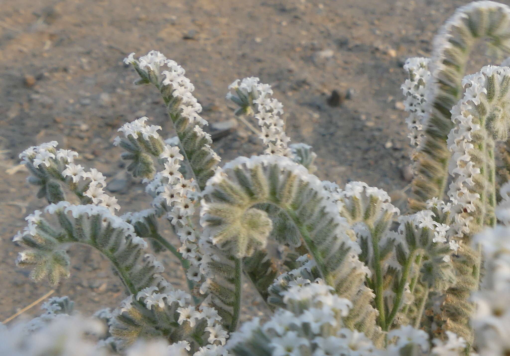 Image of Heliotropium tubulosum E. Mey. ex DC.