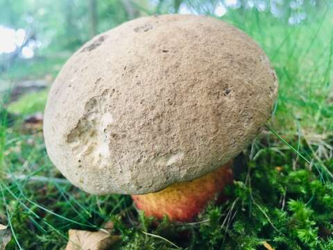 Image of Scarlet-stemmed Bolete