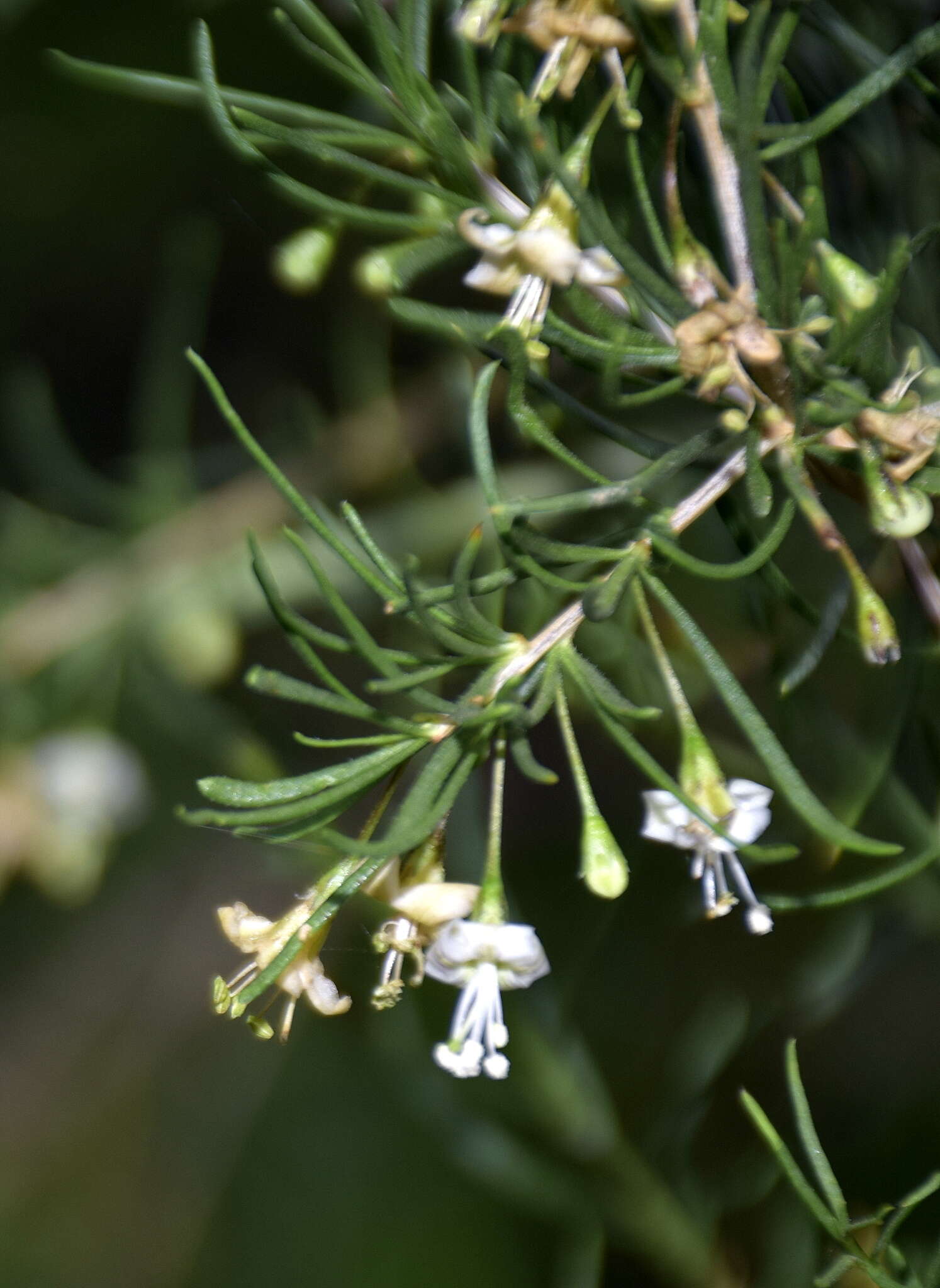 Image of Lycium chilense var. filifolium (Miers) L. M. Bernardello