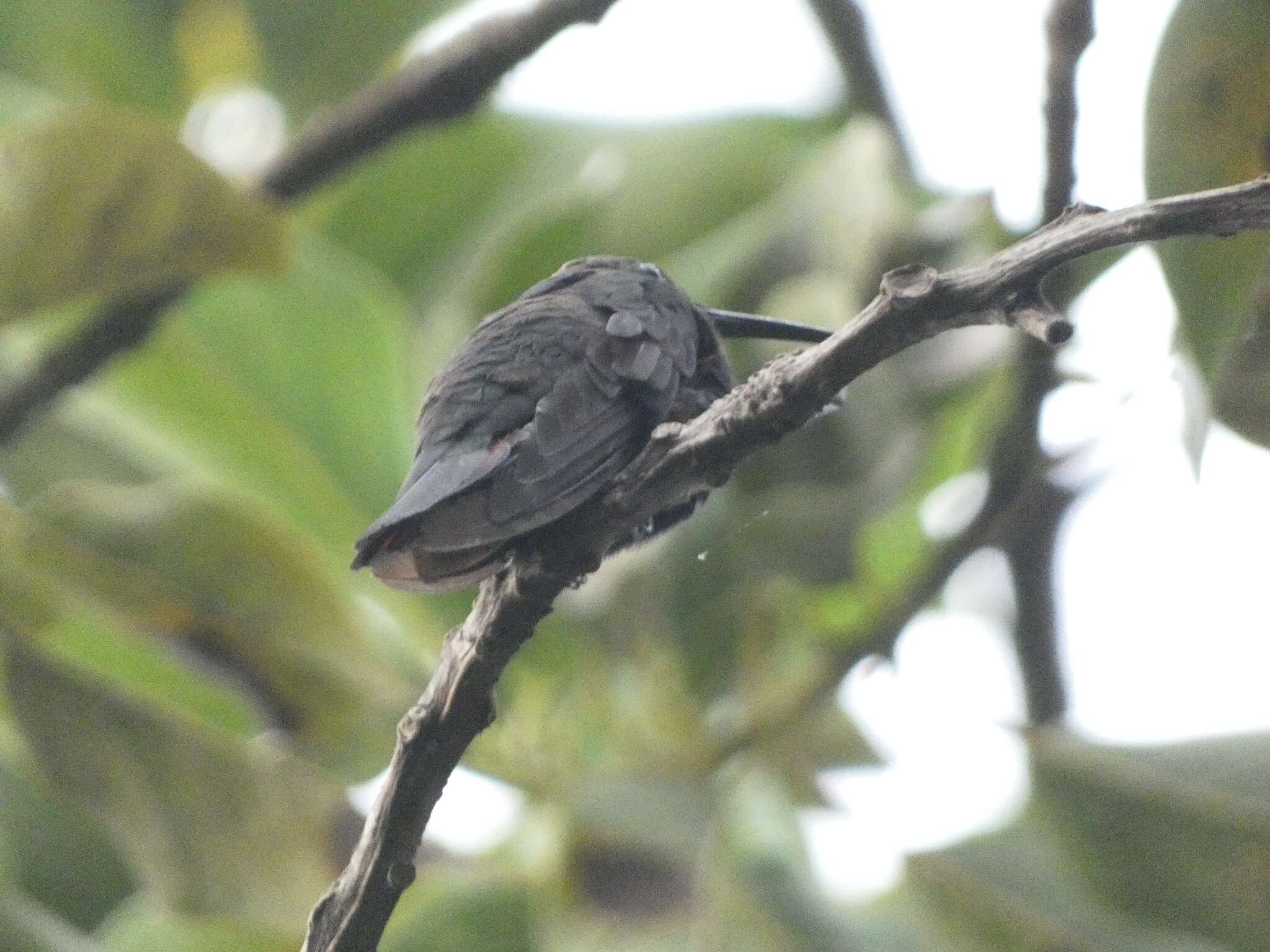 Plancia ëd Anthracothorax mango (Linnaeus 1758)