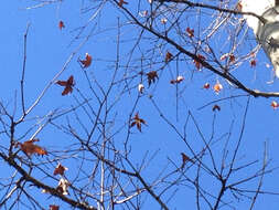 Image of Arizona sycamore