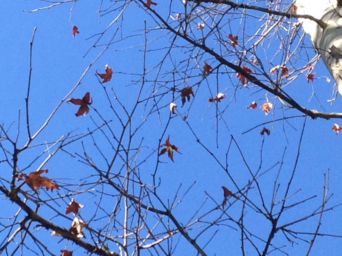 Image of Arizona sycamore