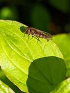 Image of <i>Platycheirus tarsalis</i>