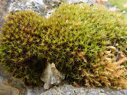 Image of rigid didymodon moss