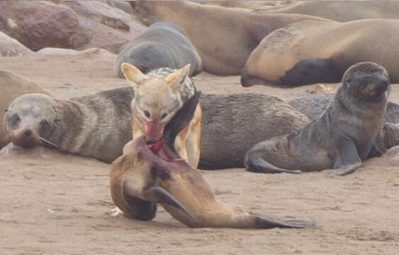 Image of Black-backed Jackal