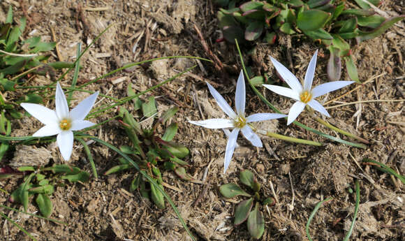 Image of Tristagma patagonicum (Baker) Traub