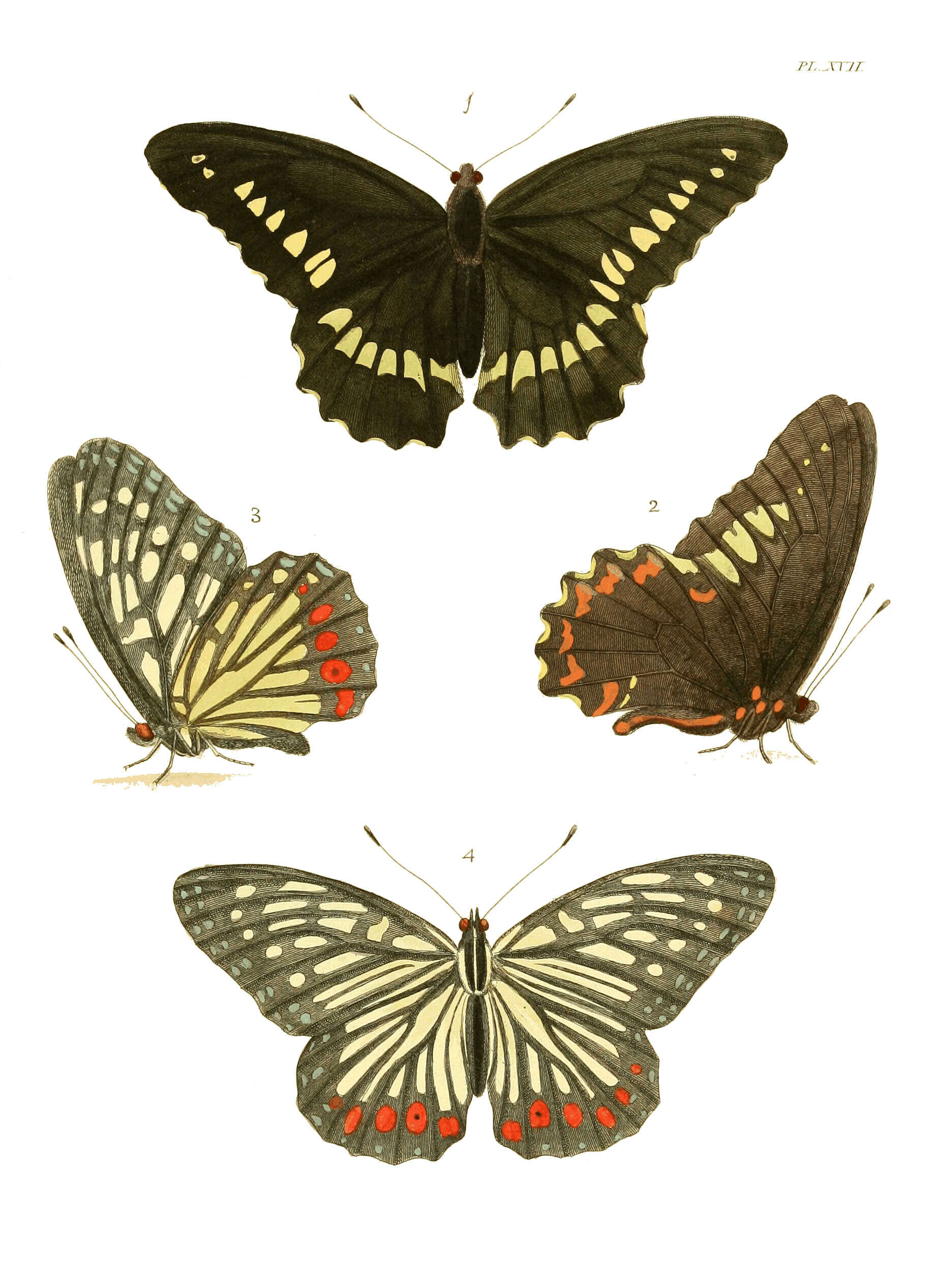 Image of Hestina assimilis Linnaeus 1758