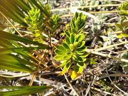 Image of Veronica macrantha Hook. fil.