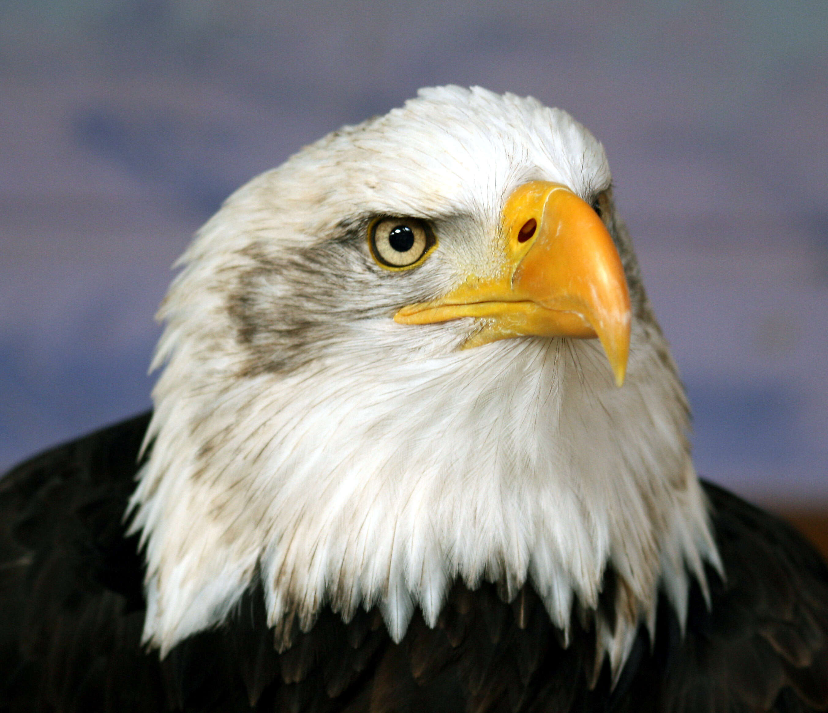 Image of Bald Eagle