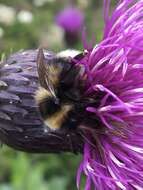 Image of Golden-belted Bumble Bee