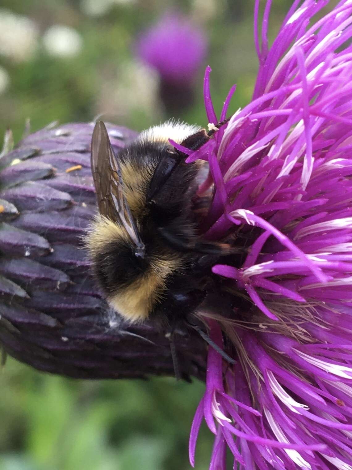 Image de Bombus balteatus Dahlbom 1832