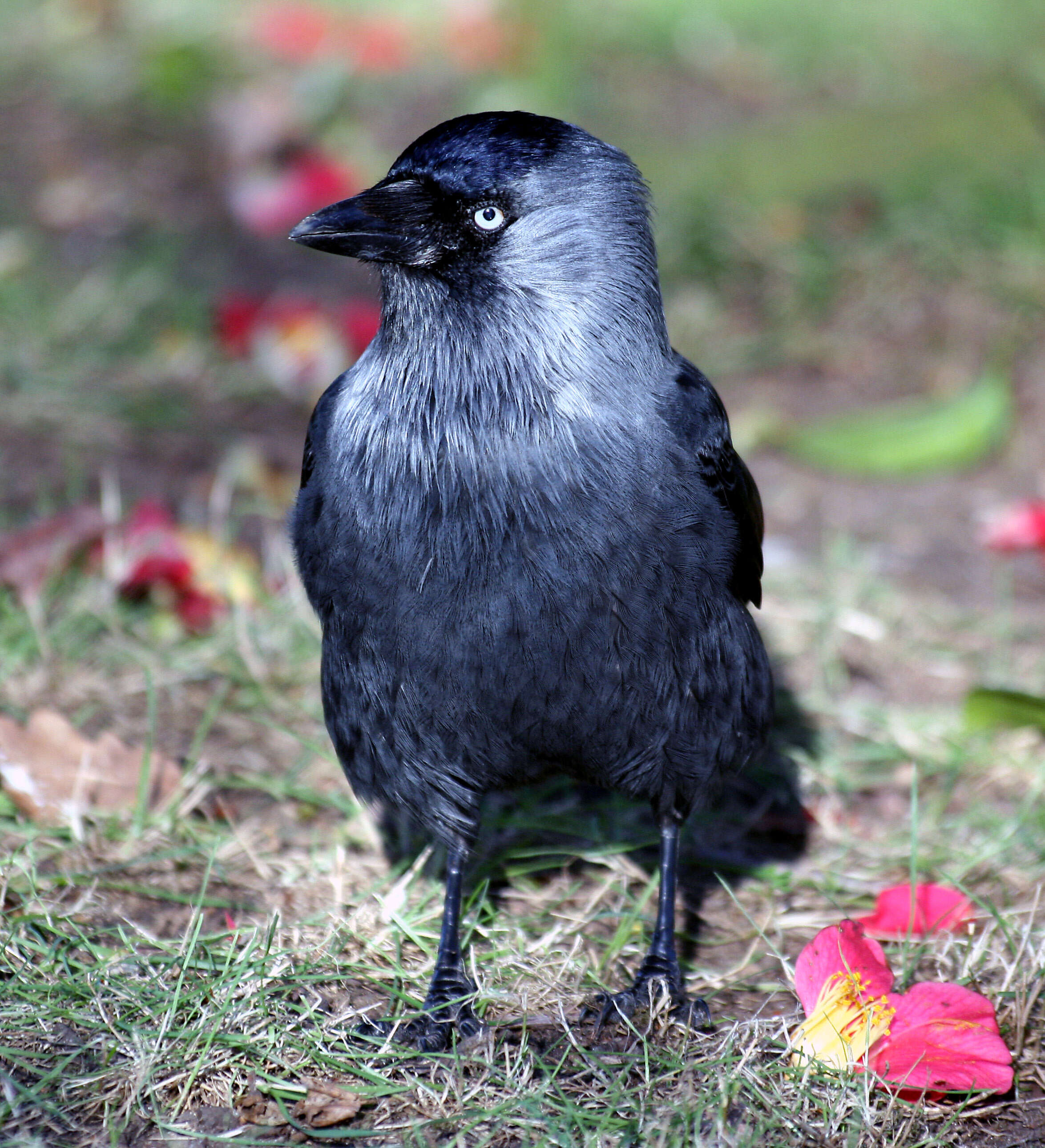 Image of Eurasian Jackdaw