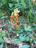 Lathyrus sulphureus A. Gray resmi