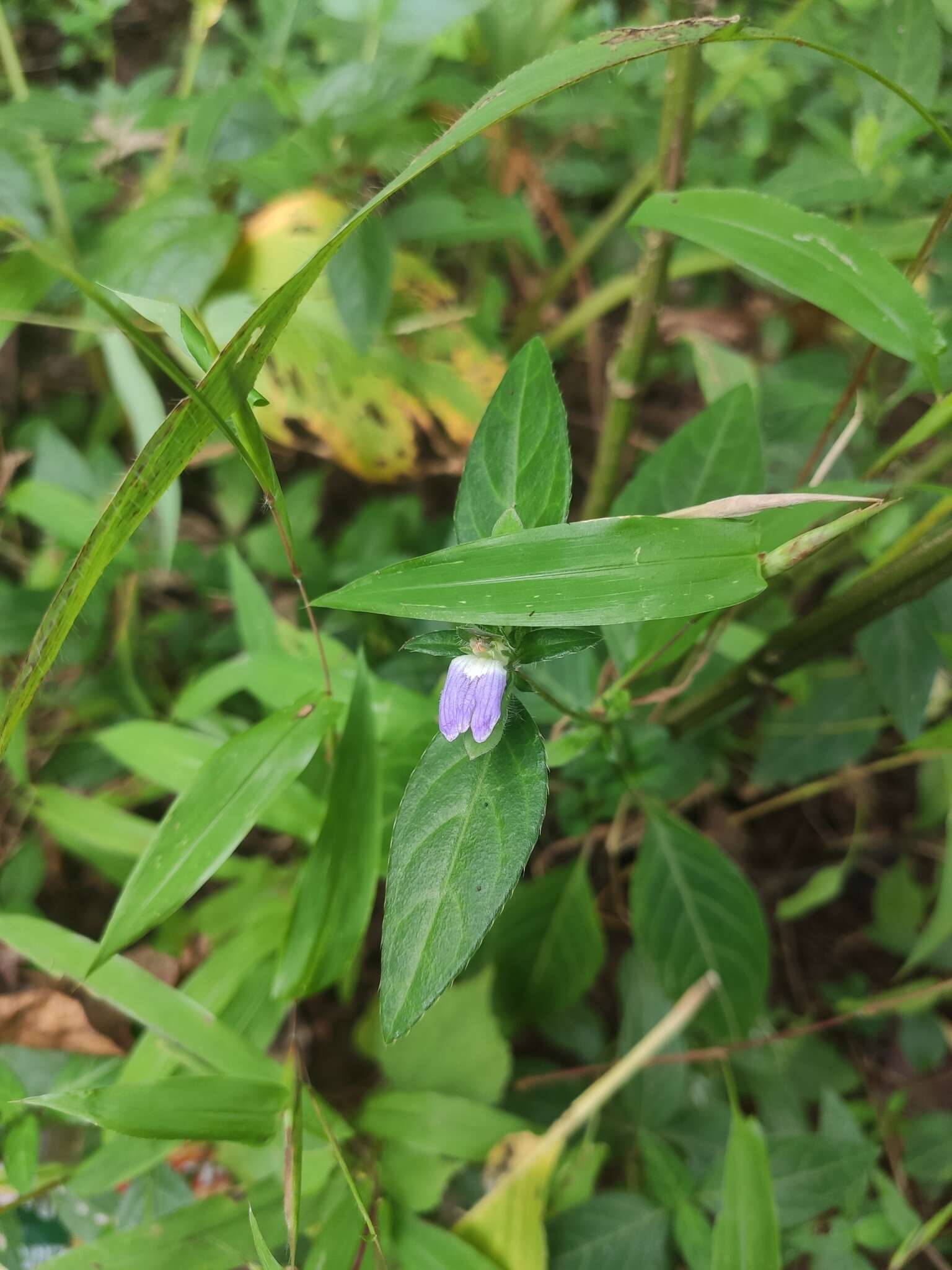 Cynarospermum asperrimum (Nees) K. Vollesen resmi