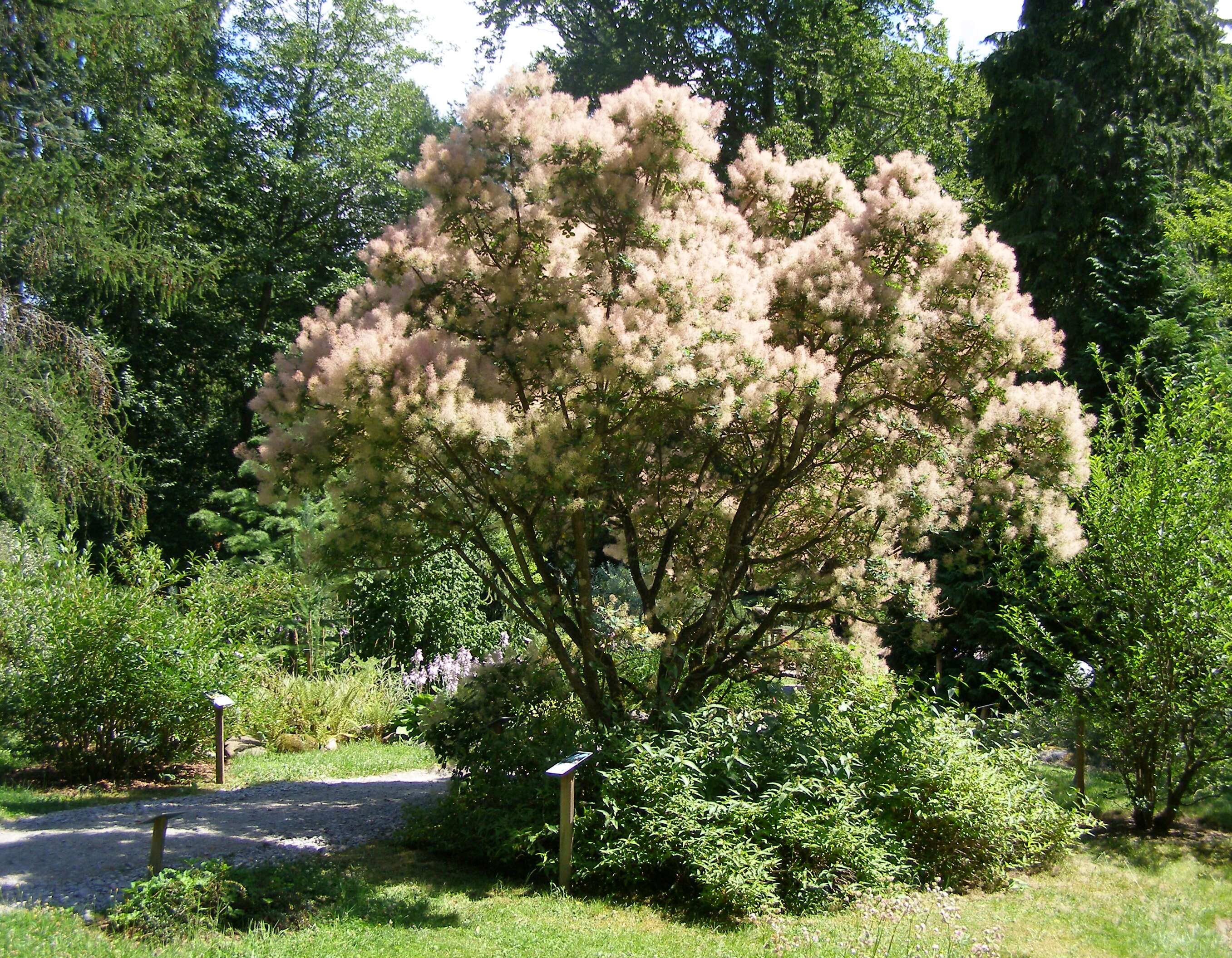 Image of European smoketree