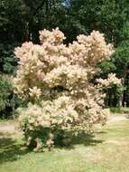 Image of European smoketree