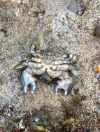 Image of Hairy stone crab