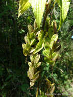 Image of Dioscorea galeottiana Kunth