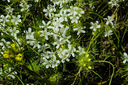 Image of whitehead navarretia