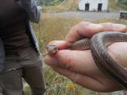 صورة Zamenis lineatus (Camerano 1891)