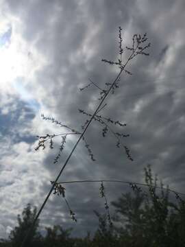 Image of Beaked Cut-Throat Grass