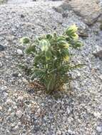 Plancia ëd Emmenanthe penduliflora var. penduliflora