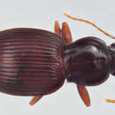 Image of Gastrellarius blanchardi (G. Horn 1891)