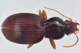 Image of Gastrellarius blanchardi (G. Horn 1891)