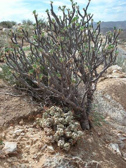 Image of Crassula elegans subsp. elegans