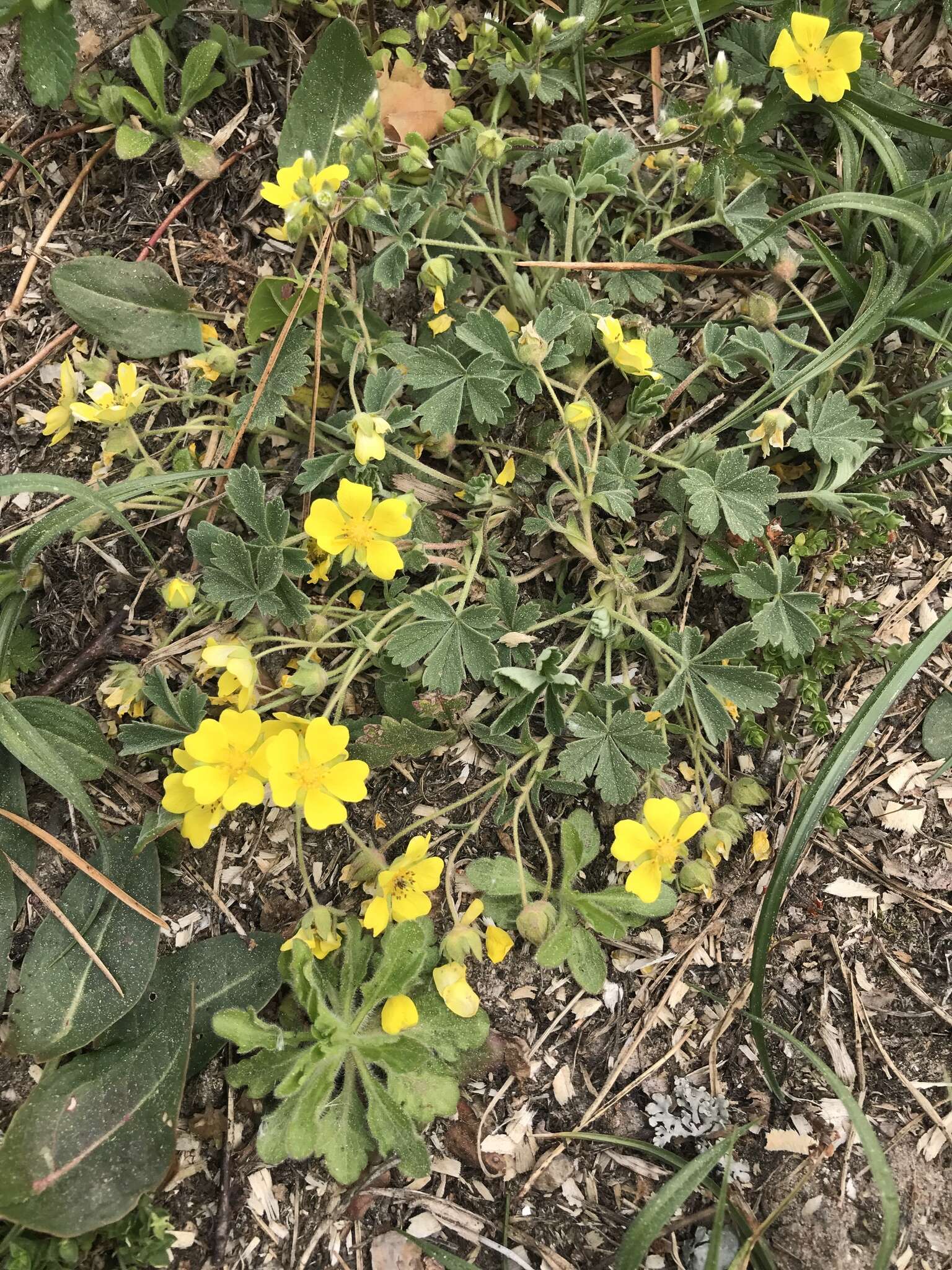 Image of Potentilla incana Gaertn. Mey. & Scherb.