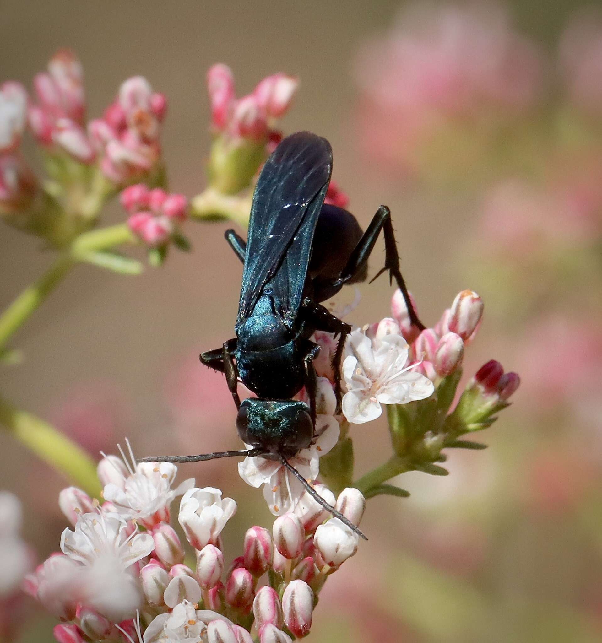 صورة Psorthaspis planata (Fox 1892)