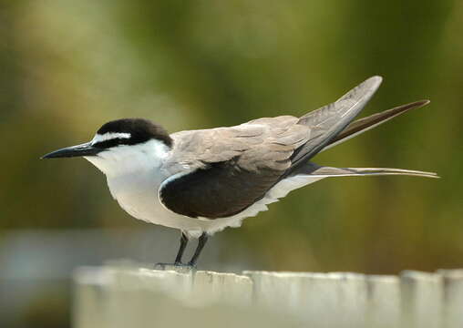 Image of Bridled Tern